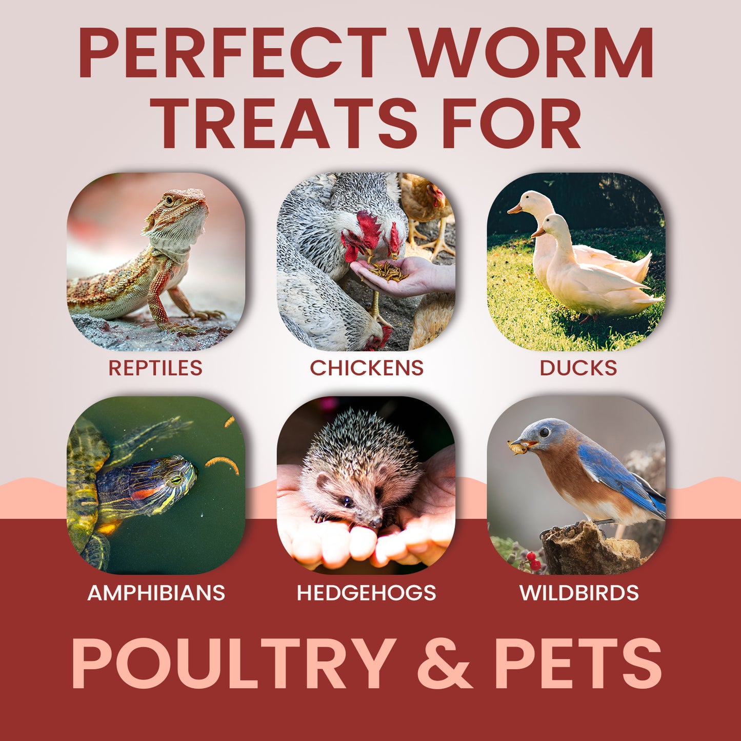Dried Mealworms and Black Soldier Fly Larvae Mix Treats 10lbs