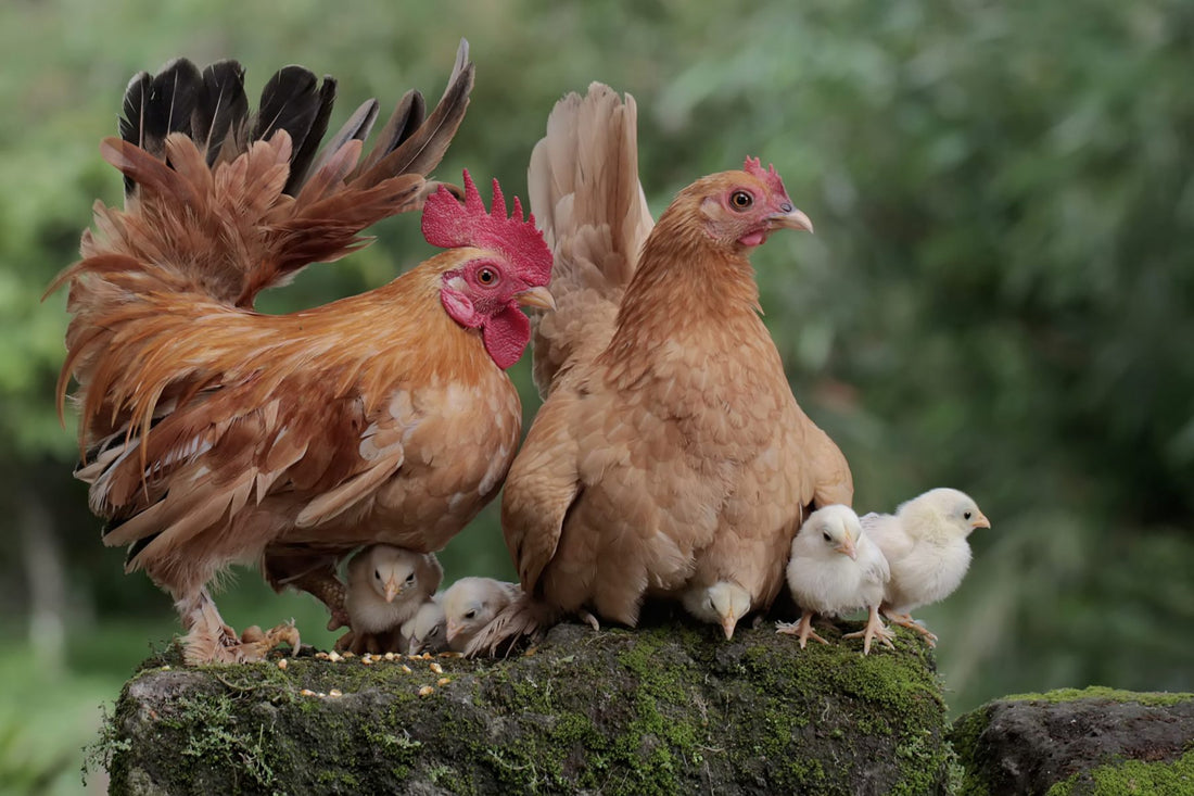 The Young Rooster or Cockerel?
