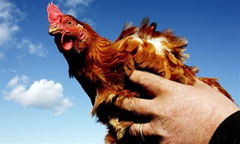 How to Hold a Chicken