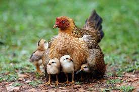 Guide for Beginner Rasing Backyard Chickens
