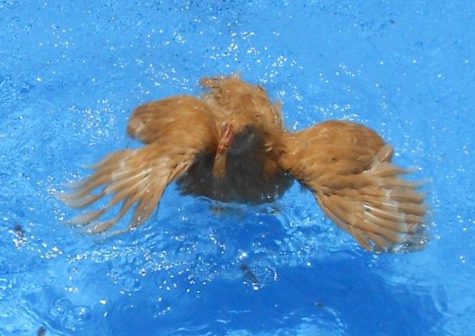 Put your chickens in a pool?